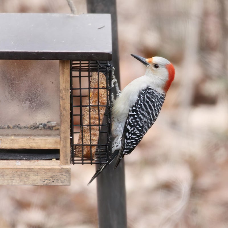 Pine Tree Farms Never Melt Suet Hot Pepper Bird Food (Pack of 12) - Image 4